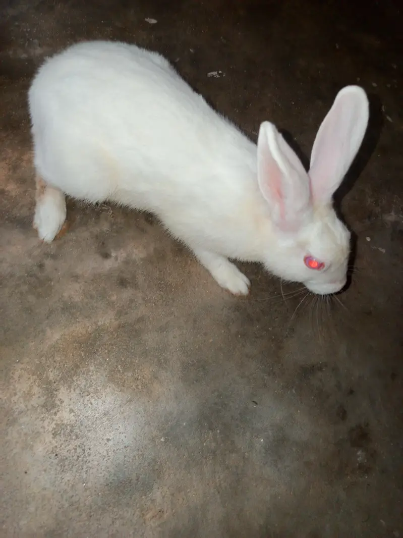 2 pair of rabbits — photo 2