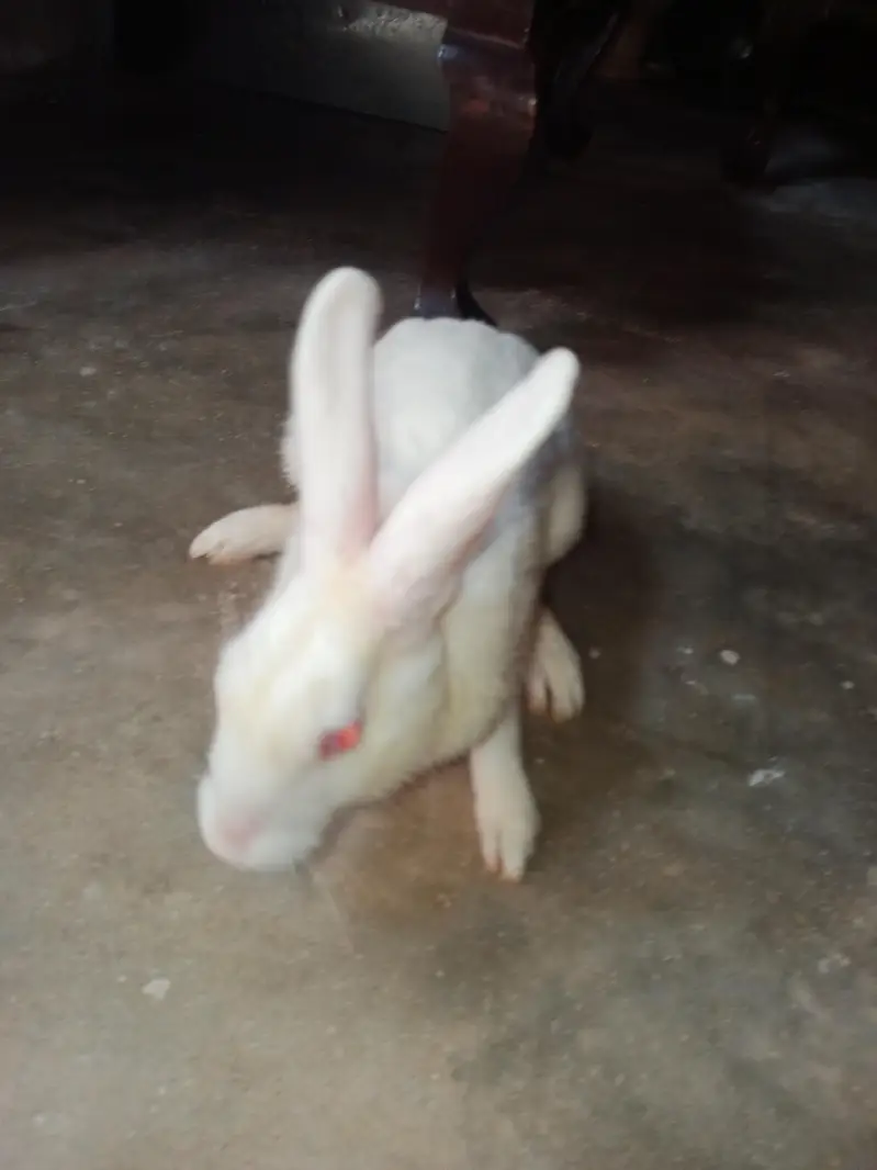 2 pair of rabbits — photo 3