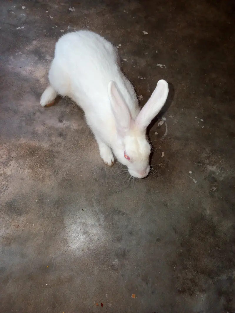 2 pair of rabbits — photo 4