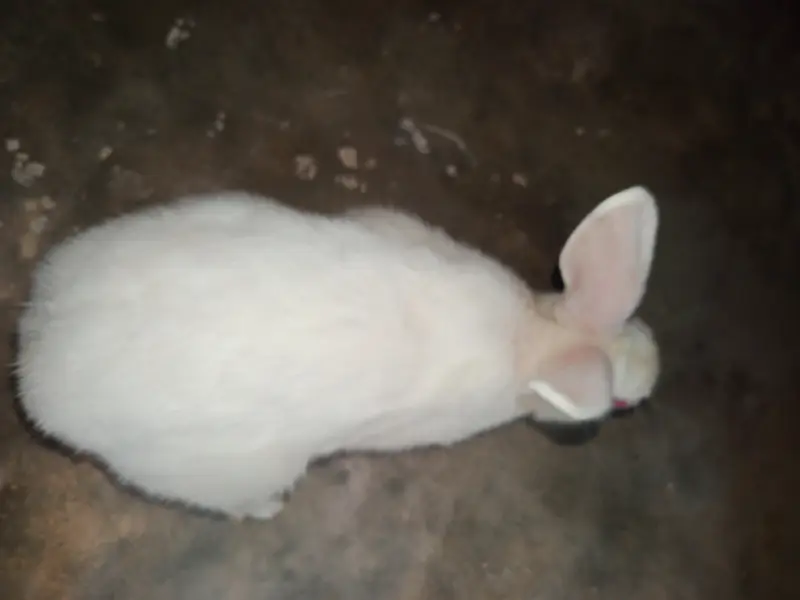 2 pair of rabbits — photo 5
