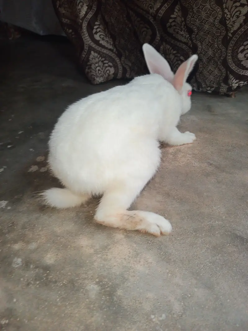 2 pair of rabbits — photo 6