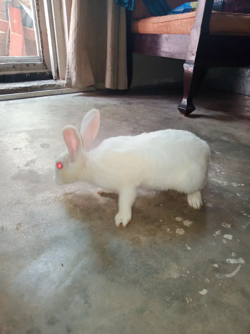 2 pair of rabbits — photo 7