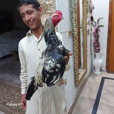 Mianwali Jawa / Pure Jawa Aseel