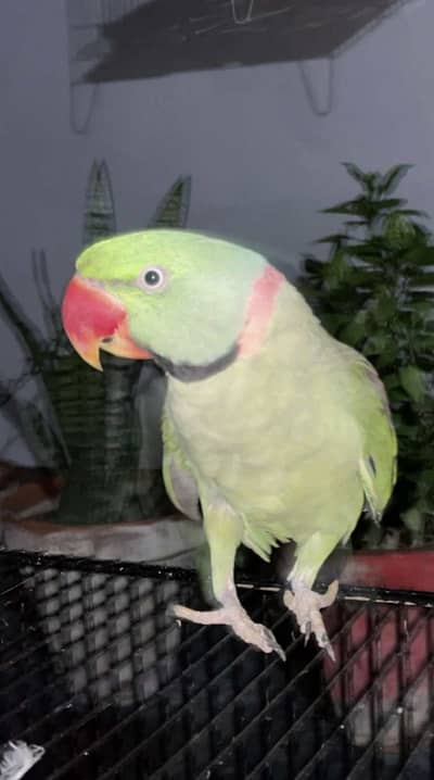 Raw Parrot Hand Tame