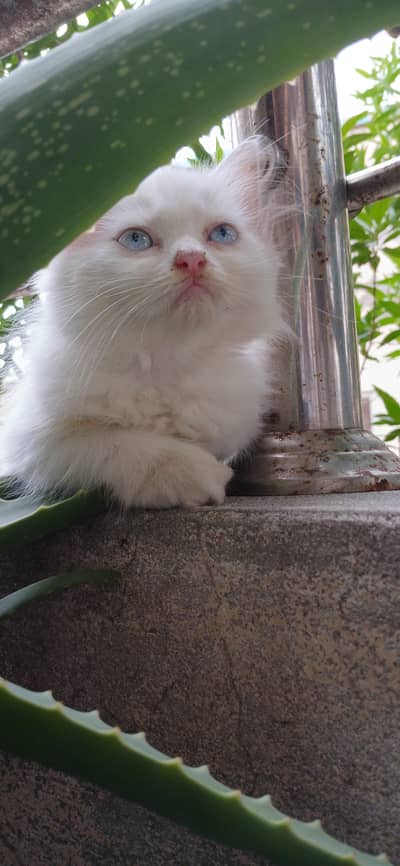 pure white female persian kitten with blue eyes
