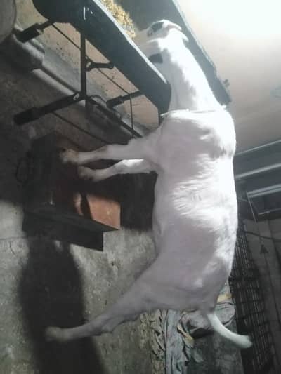desi bakra 5month