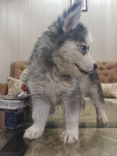 siberian husky female pup