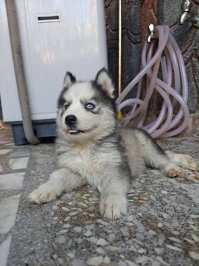 siberian husky female pup