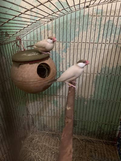 2 top quality confirm granty breeder pair fawn java for sale