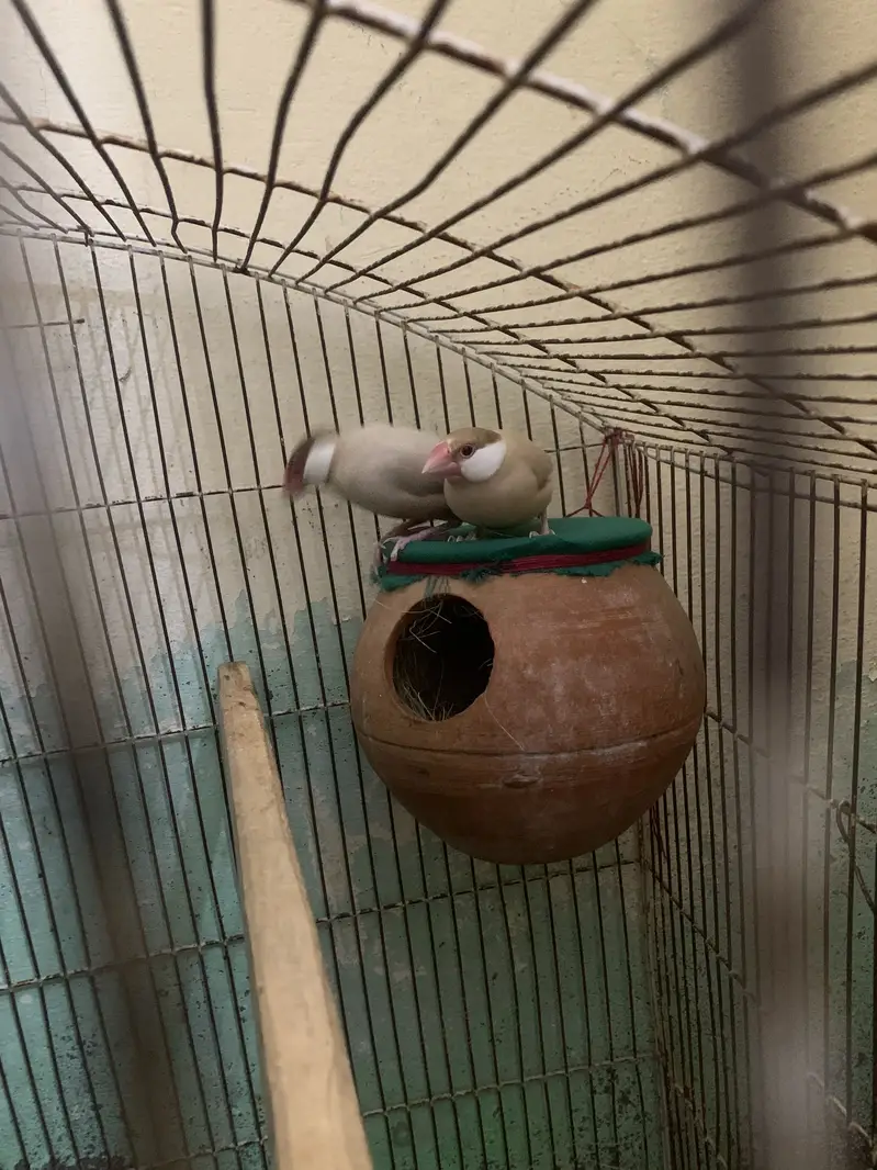 2 top quality confirm granty breeder pair fawn java for sale — photo 2