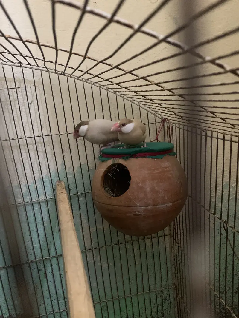 2 top quality confirm granty breeder pair fawn java for sale — photo 3