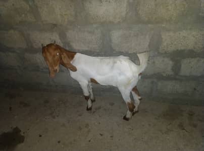 Kamori nasal 4 mahiny ki hen