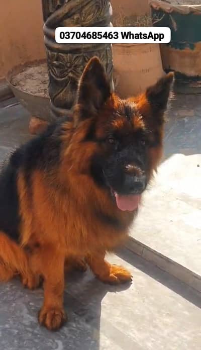 German Shepherd Male For Sale Urgent/     CALL/ WhatsApp_ 03228067847