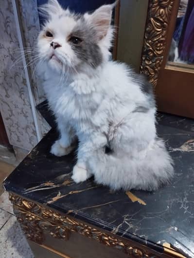 Beautiful and healthy kittens are for sale