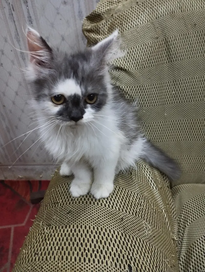 Beautiful and healthy kittens are for sale — photo 2