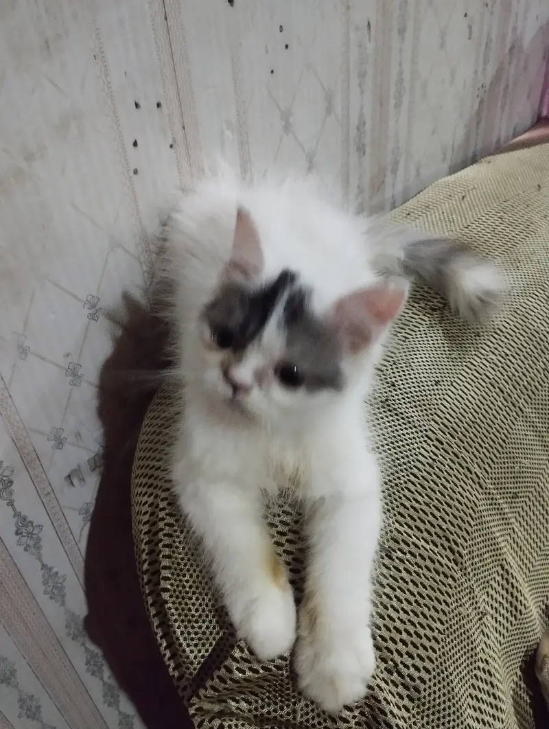 Beautiful and healthy kittens are for sale — photo 3