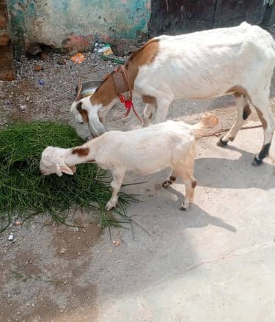 goat with kid
