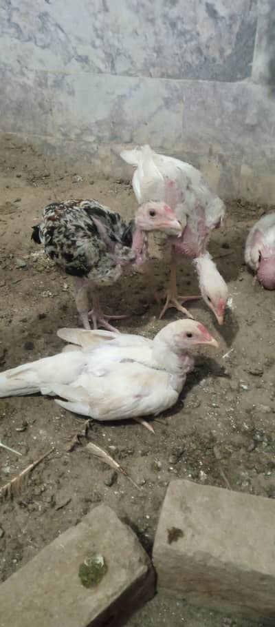 Orignal Aseel Choozy male female mix
