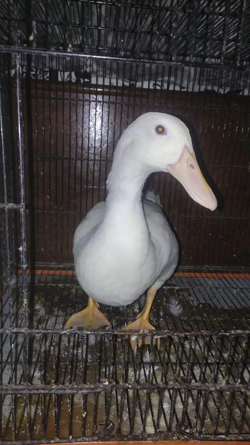 duck with pinjra — photo 2
