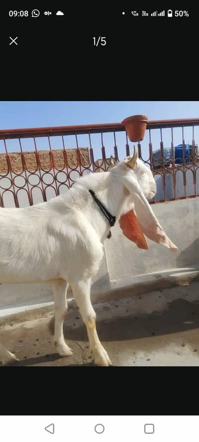 kakori nasl