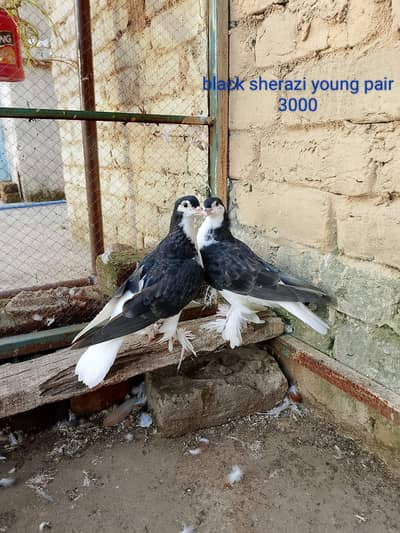 different fancy pigeons