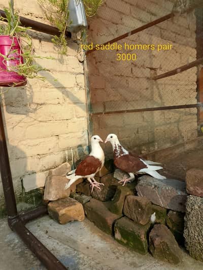 different fancy pigeons