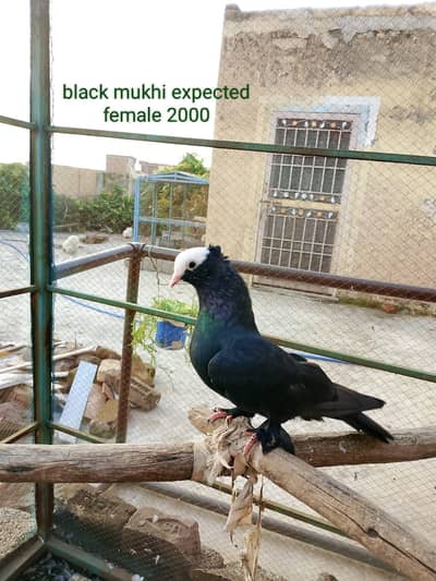 different fancy pigeons