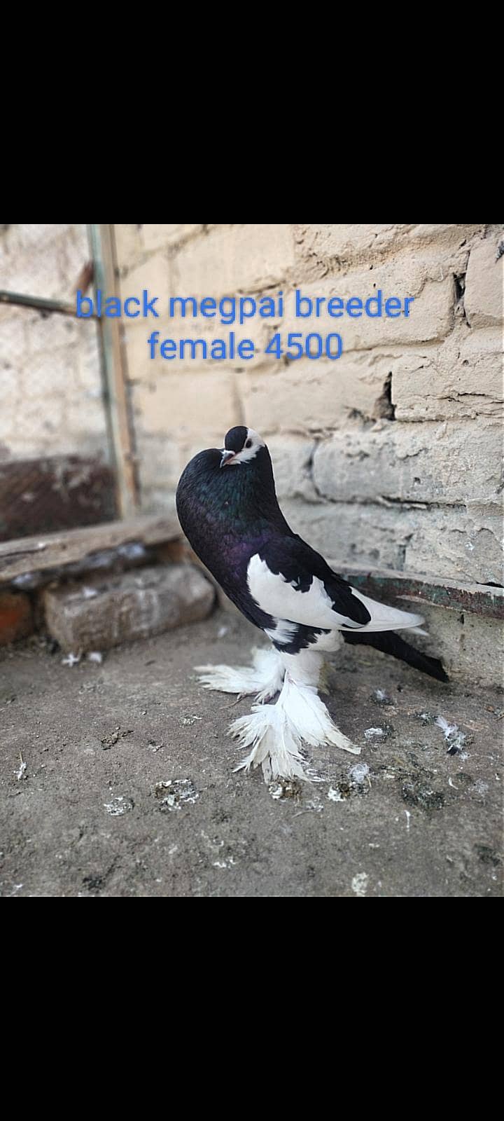 different fancy pigeons 1