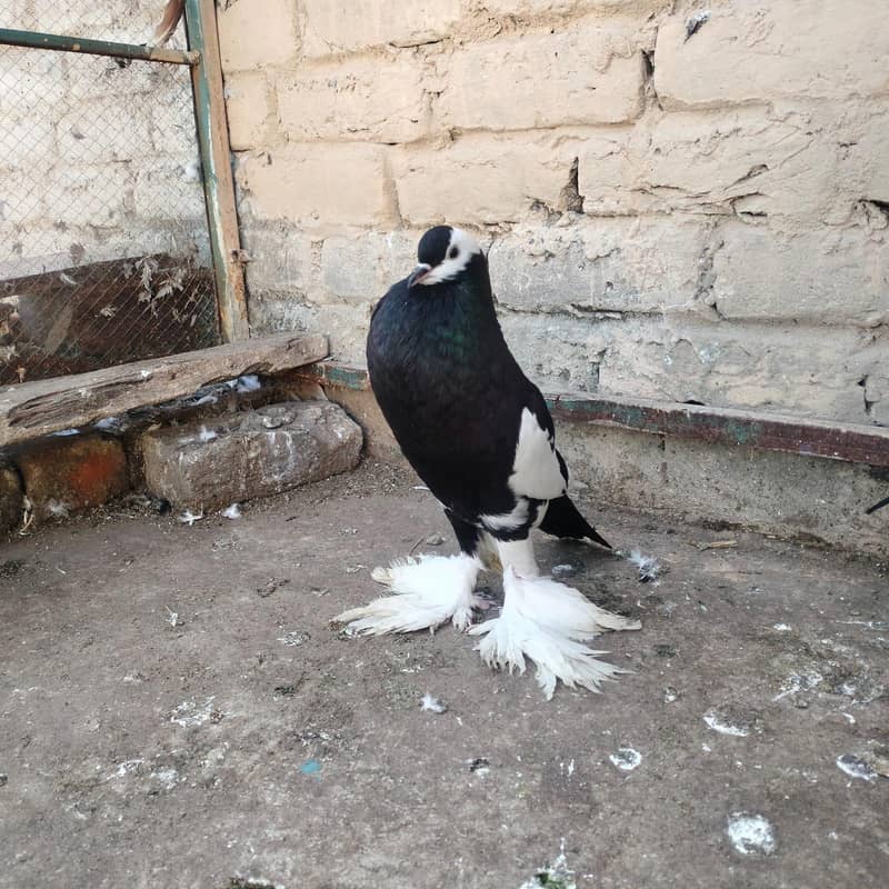 different fancy pigeons 2