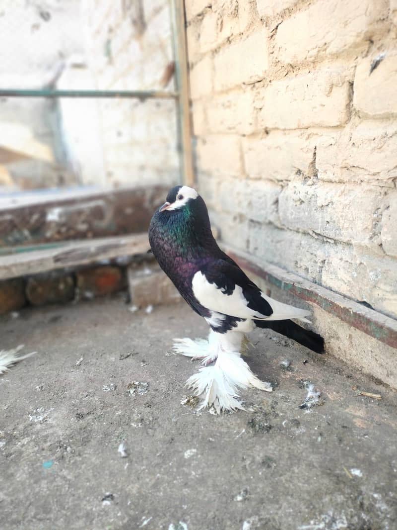 different fancy pigeons 3