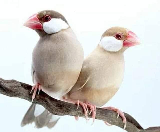 Fawn Java Breader pair 1