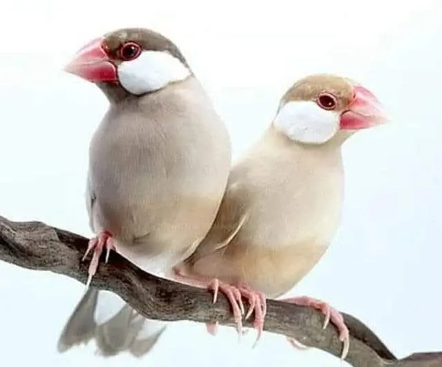 Fawn Java Breader pair — photo 2