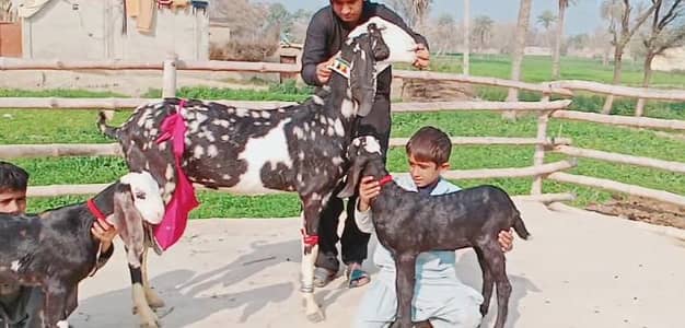 2 Bacchon ka sath Desi Bakri For Sale/     CALL/ WhatsApp_ 03228067847