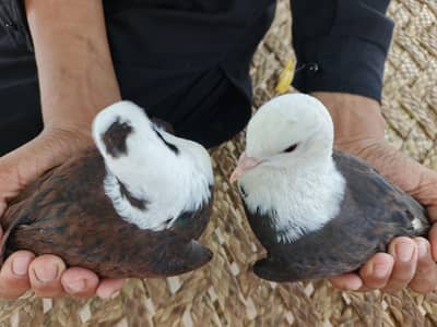 karbali Pigeon