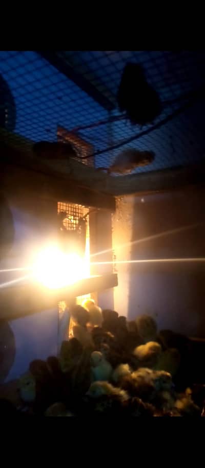 2 incubator 1 brooder