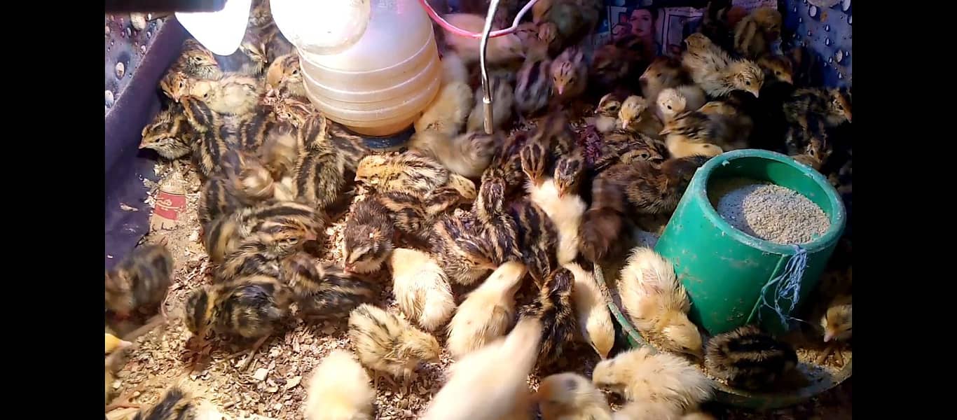 2 incubator 1 brooder 13