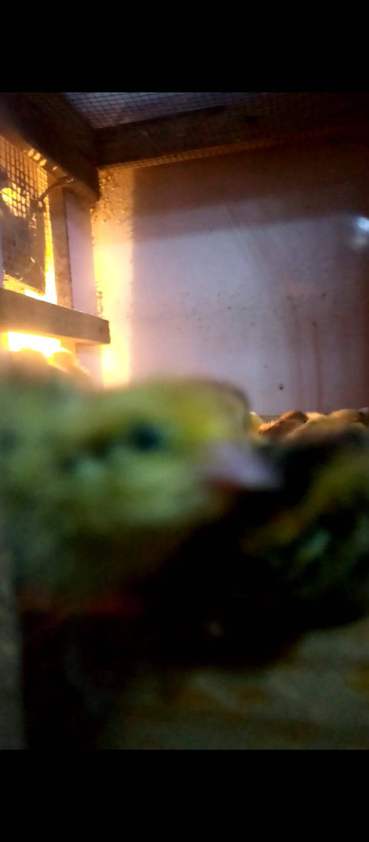 2 incubator 1 brooder 16