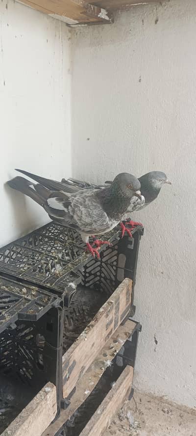pigeon ka setup for sale read description 