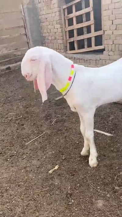 Gulabi Bakra For Sale/     CALL/ WhatsApp_ 03228067847