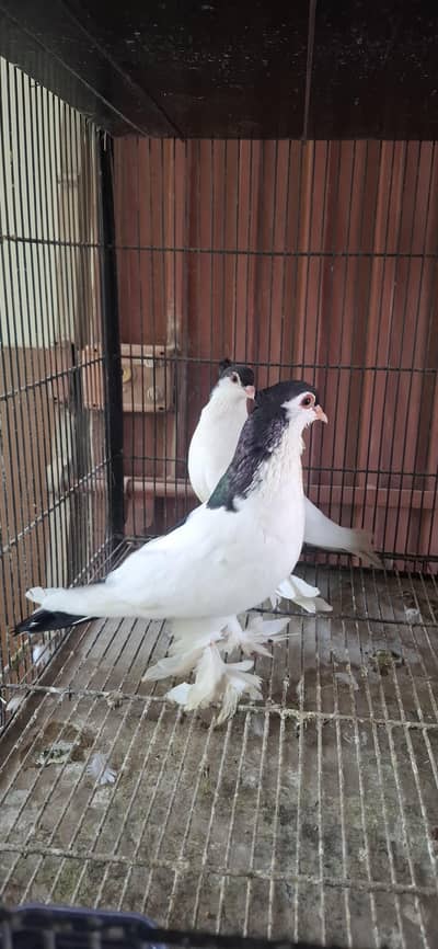 Siyah papai Chutidar 100% breeder pair:: Deliwal Male red eye