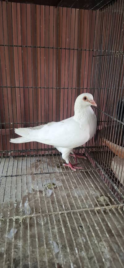 Deliwal Male Red eye