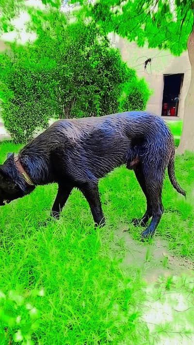 Dog Garman shaft