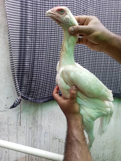 Aseel murgi hen Heera Aseel Female