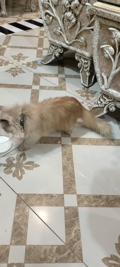 persian cat for sale