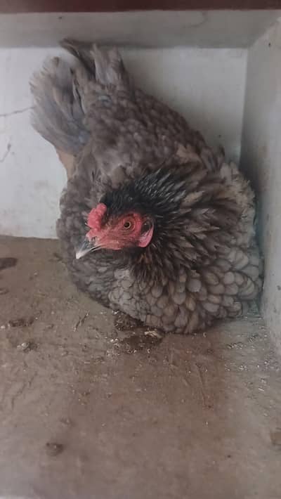 hens broody kurak kurruk