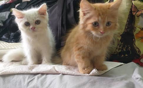 Persian pair