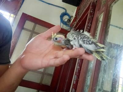 coctail chicks available contact num 03272009927
