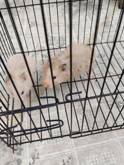 2 hamsters available for Sale. . .