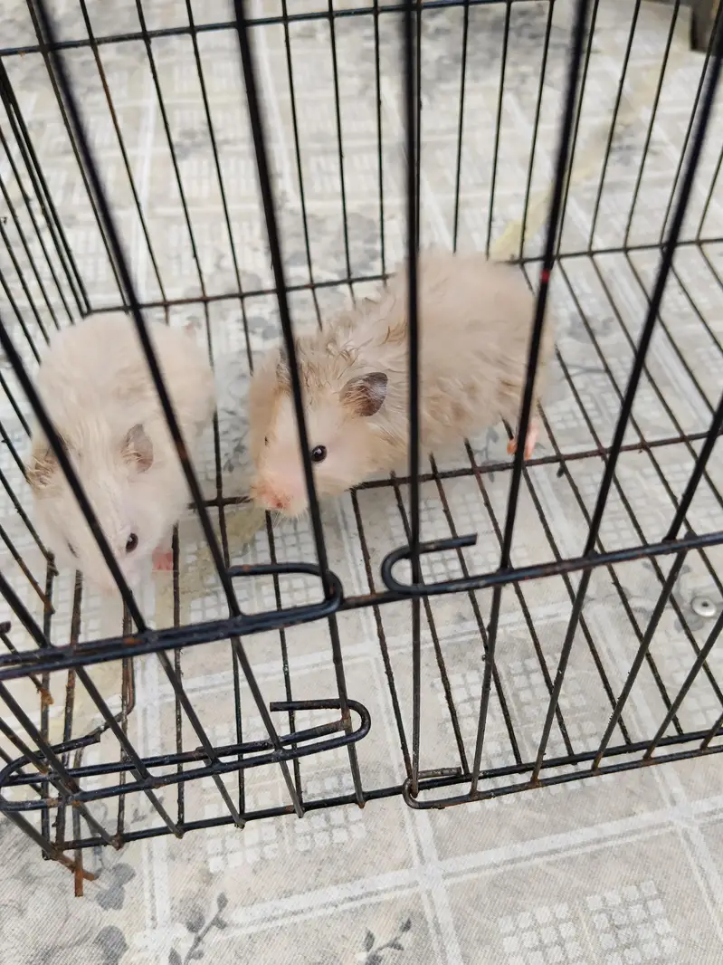 2 hamsters available for Sale. . .