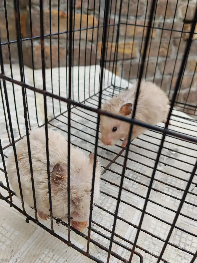 2 hamsters available for Sale. . . — photo 2